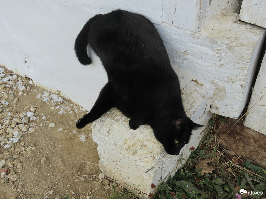 A hízelgés nagymestere