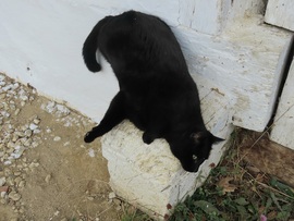 A hízelgés nagymestere