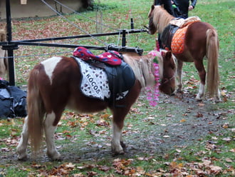 Márton napi vásár a Vasi Skanzenben