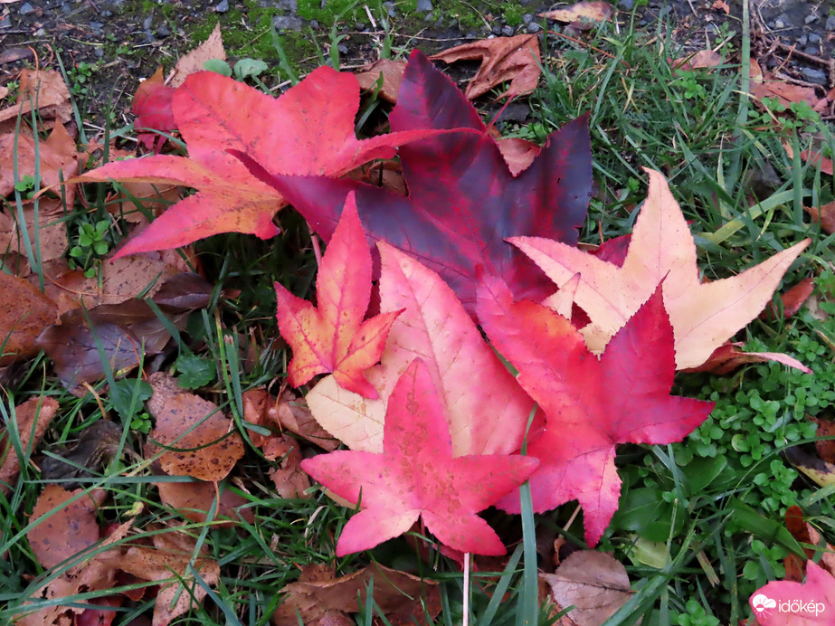 Csokorba szedtem a leveleit