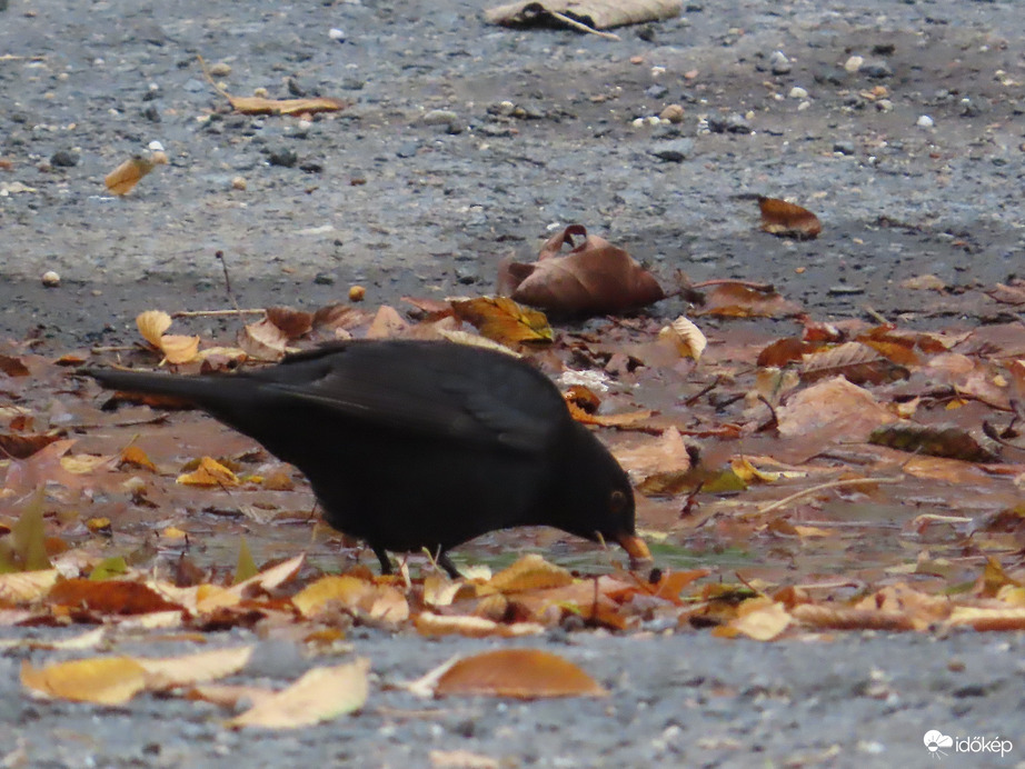 Minden cseppje kincs!