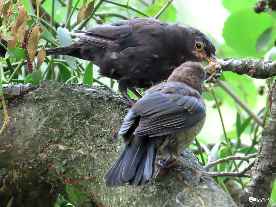 Nagyra tátsd a csőröd!