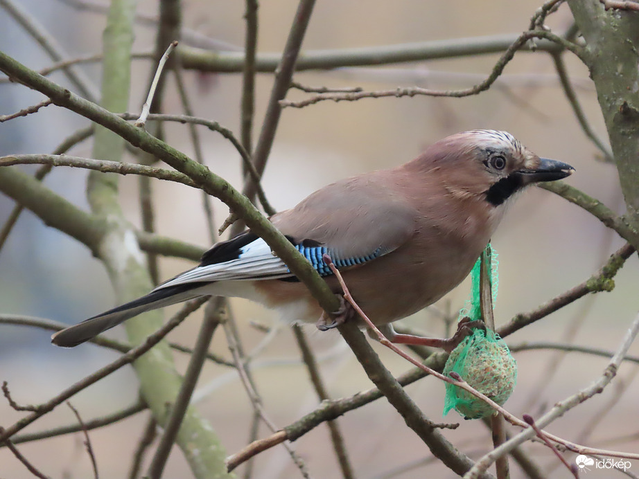 Jól megmarkoltam! Ez már az enyém!