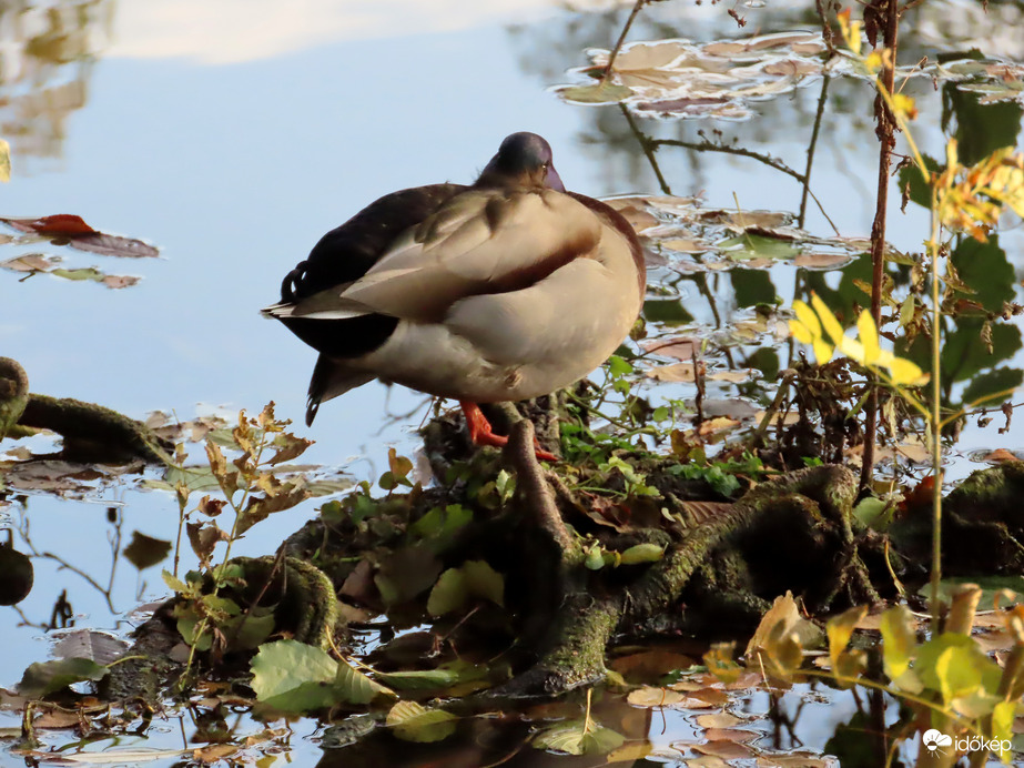 Pihenek a fák gyökerein