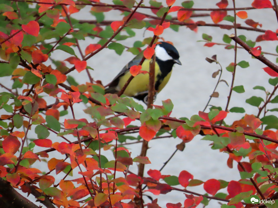 Megéheztem! Reggelit keresek!