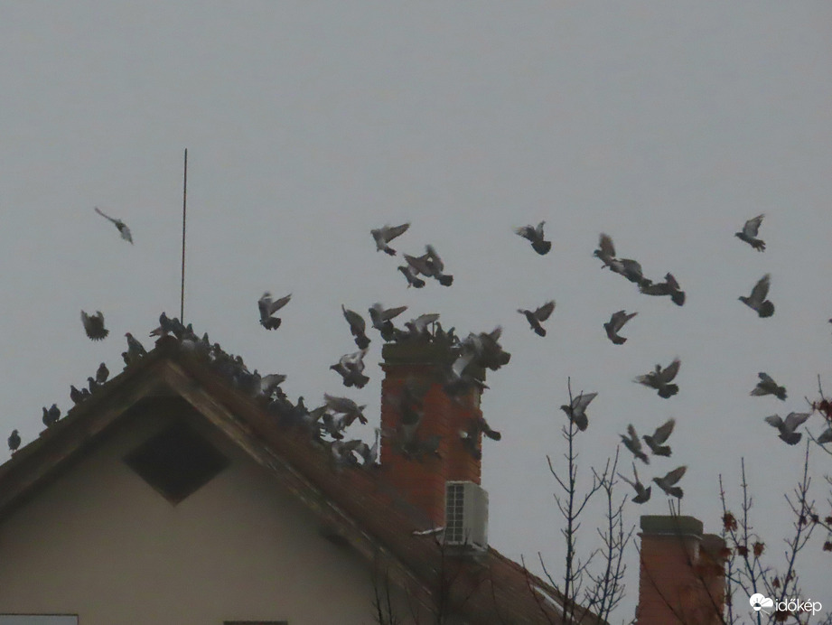 Gyülekező reggeli ködben