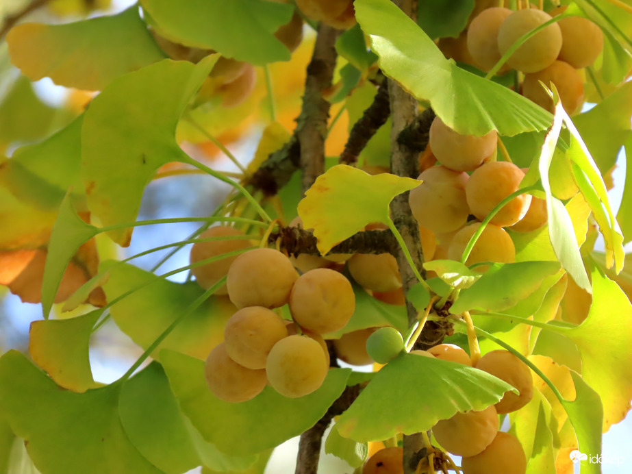 Arborétumi séta: Ginkgo biloba