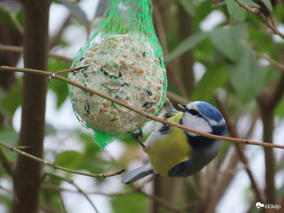 Mindig éhes vagyok!