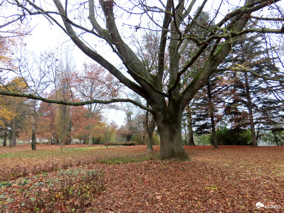 A Csónakázó-tó szigetén mindent levélszőnyeg borít