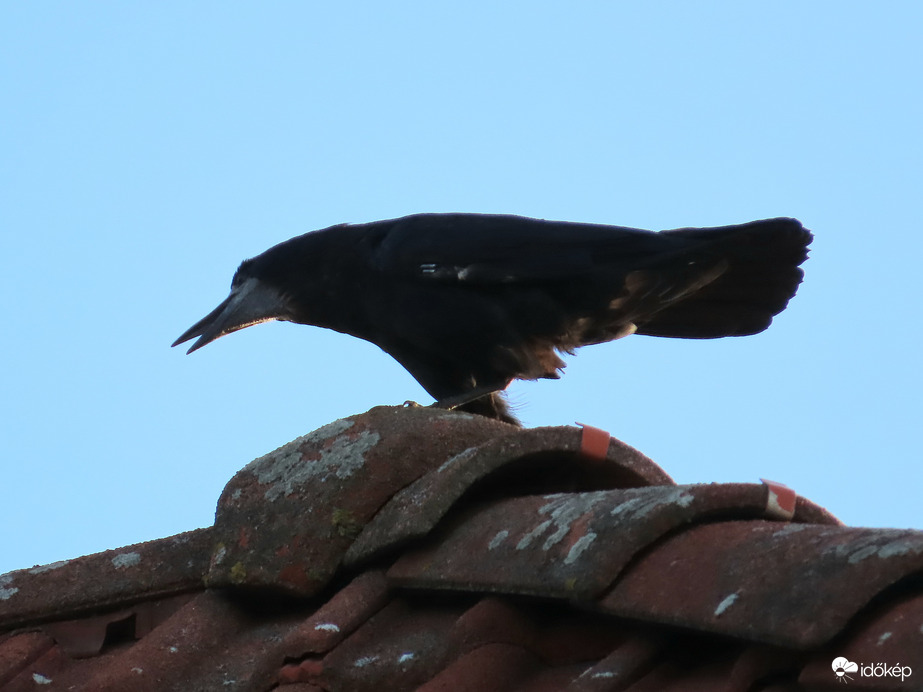 A tetőről irányítom a sereget! 