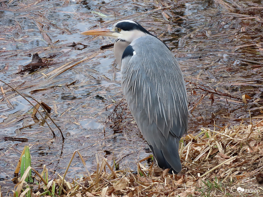 Tófigyelő szolgálat