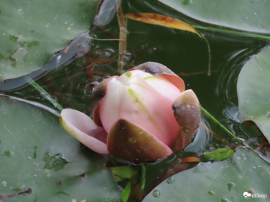 Bimbós a Tündérrózsa