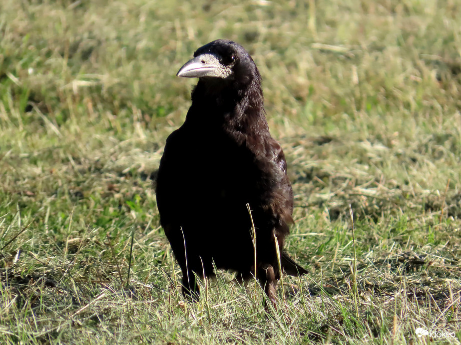 Ez a póz megfelel a fotózáshoz?
