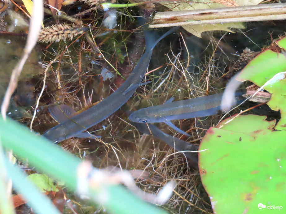 Vajon melyikükből lesz zsákmány?