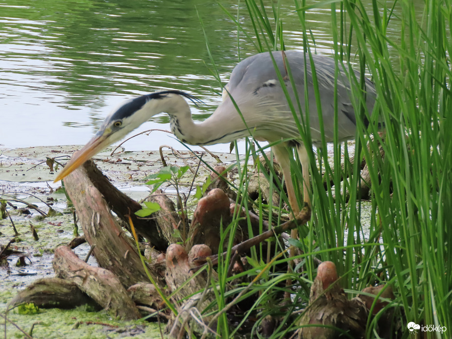 Óvatos léptekkel osonok!