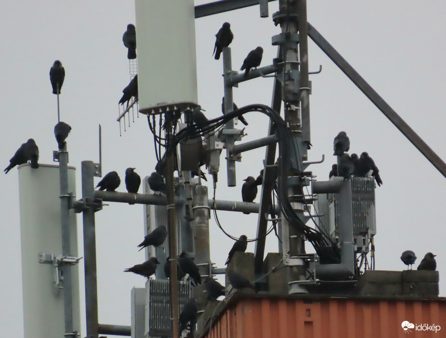 Megérkezett a Csókák serege