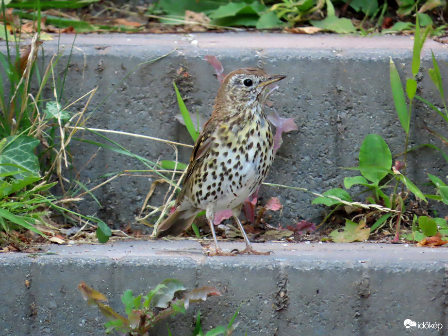 Én is tudok lépcsőn közlekedni!