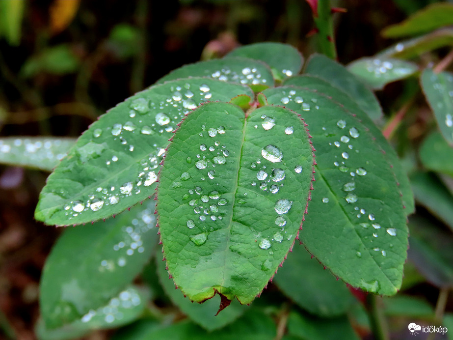 Gyöngyökkel díszítve