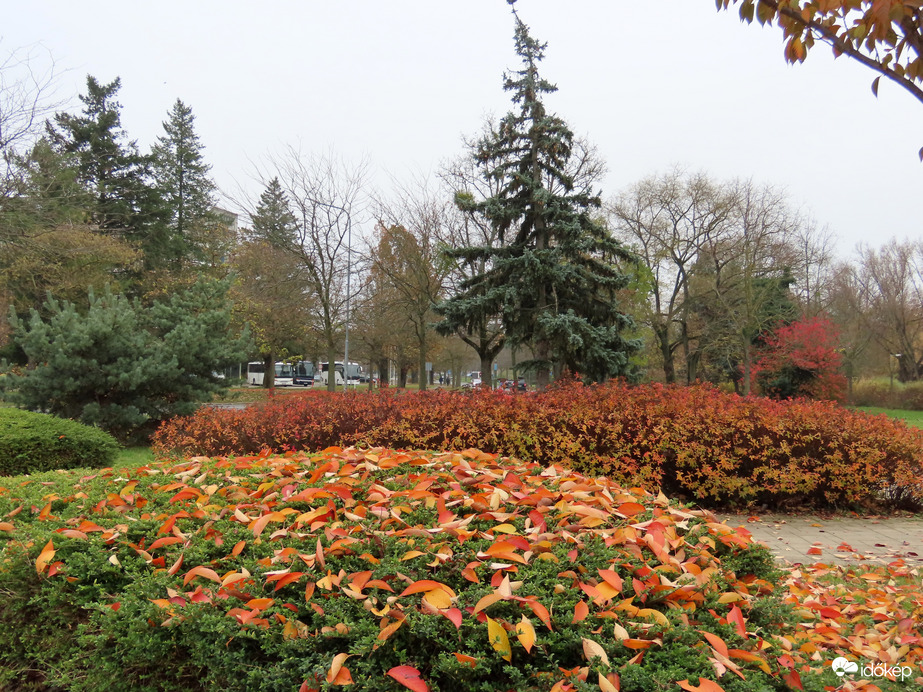 Levelekkel telehintve
