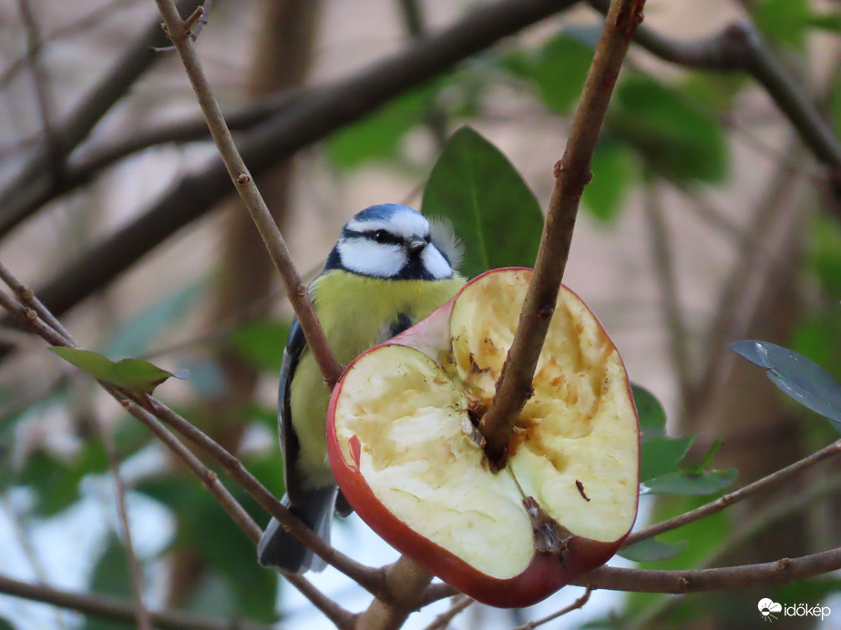 Az alma szeles időben is egészséges!