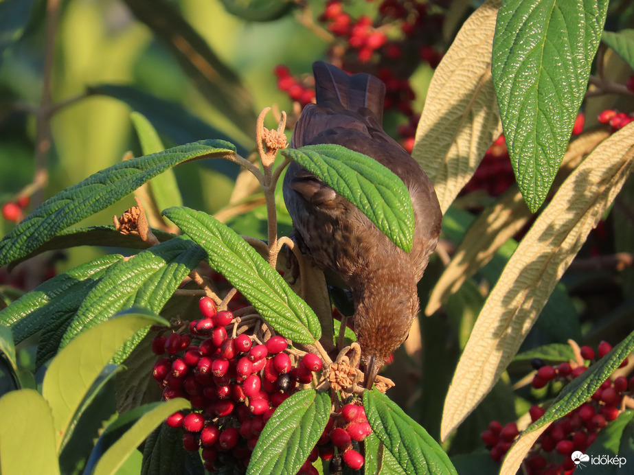 Ma reggel is éhes vagyok!