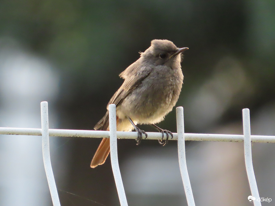 Szélkuszálta frizurával