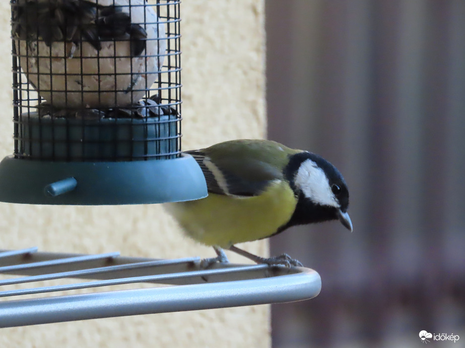 Vajon hova ejtettem a magot?