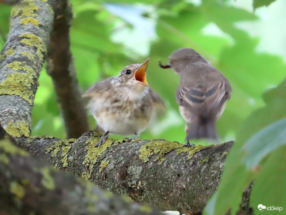 Gyorsan, mert éhes vagyok!
