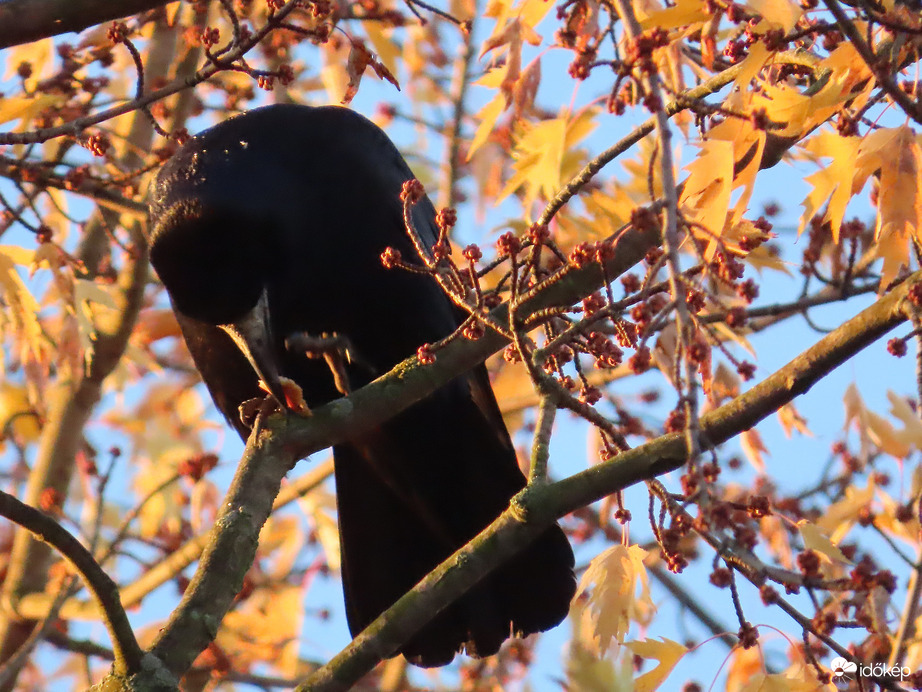 Reggeliző Vetési varjú