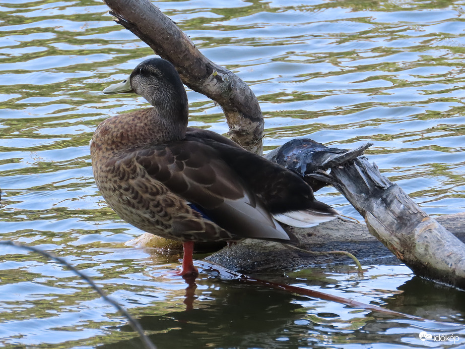 Sokáig tudok féllábon állni!