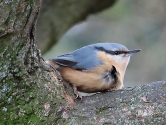 Védettebb helyre ültem