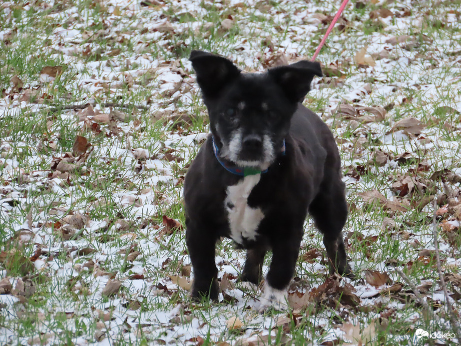 Én is a gazdira várok!