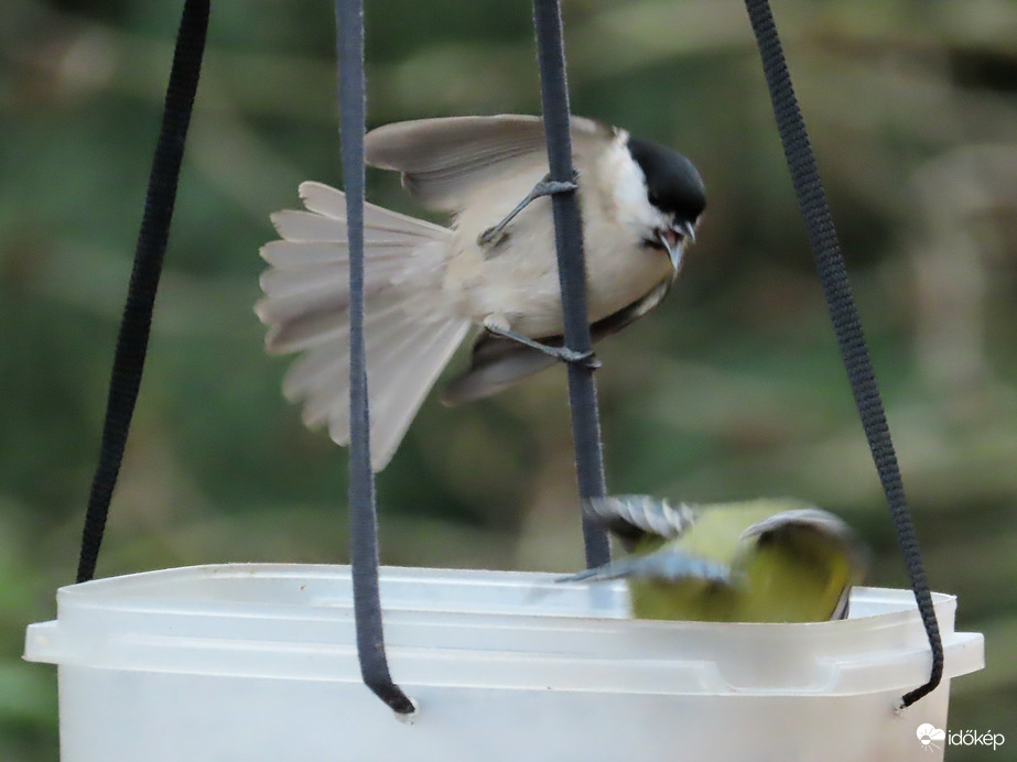Nagy a forgalom a sziget etetőjén