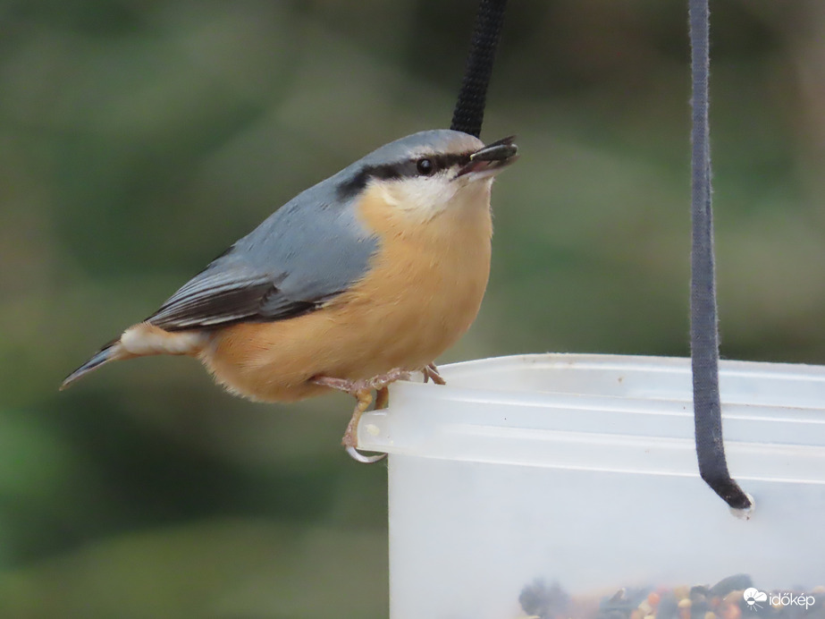 Nagy a forgalom a sziget etetőjén