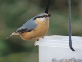 Nagy a forgalom a sziget etetőjén