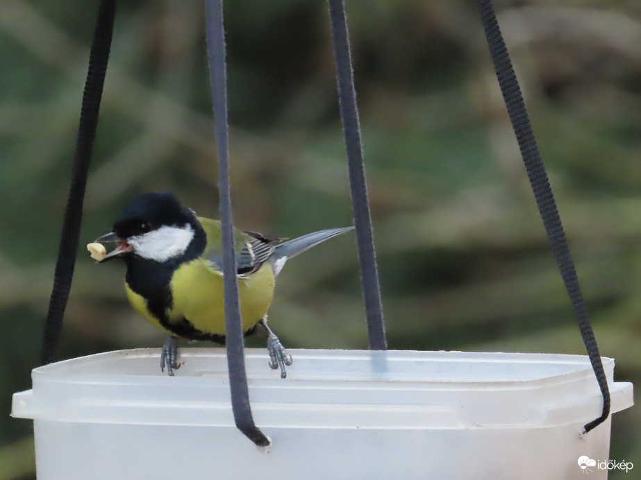 Nagy a forgalom a sziget etetőjén