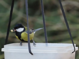 Nagy a forgalom a sziget etetőjén
