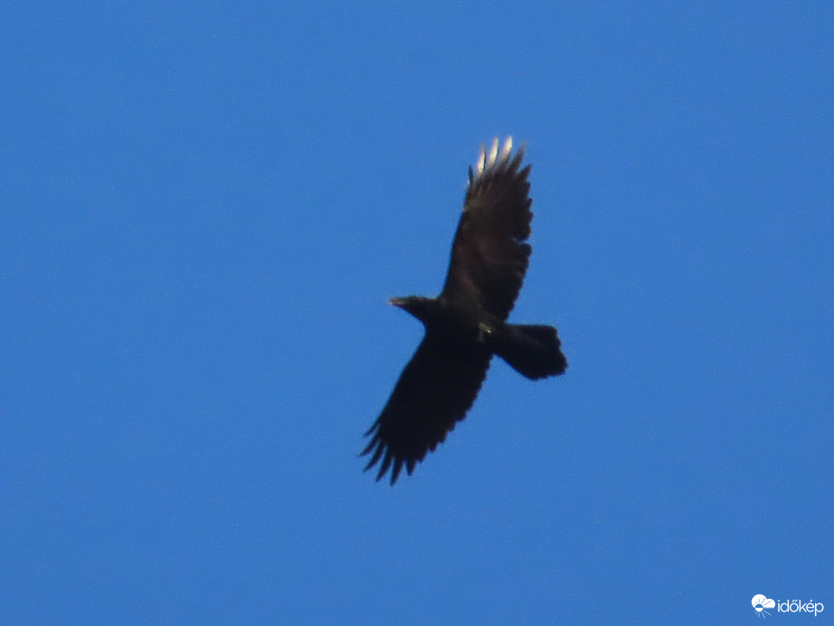 Holló körözött a magasban