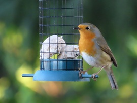 Új vendég érkezett a szigetre