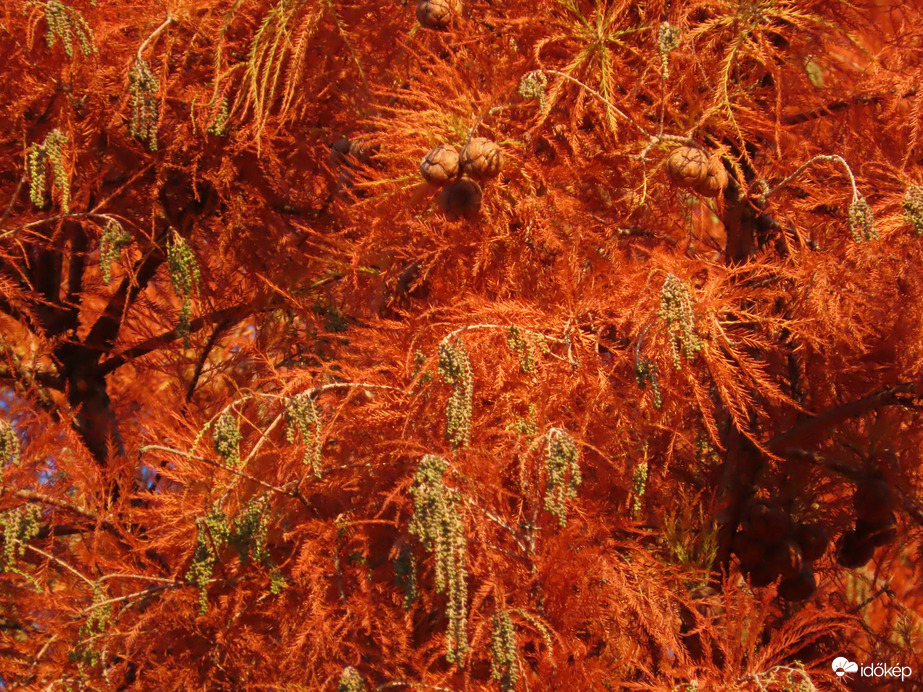 Még vörösen virít