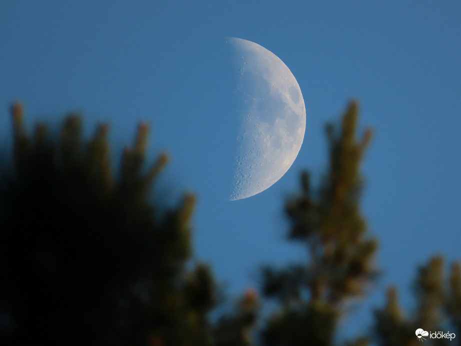 Ágak között kukucskáló Hold