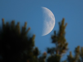 Ágak között kukucskáló Hold