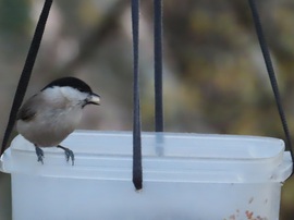 Nézd! Mogyorót találtam!