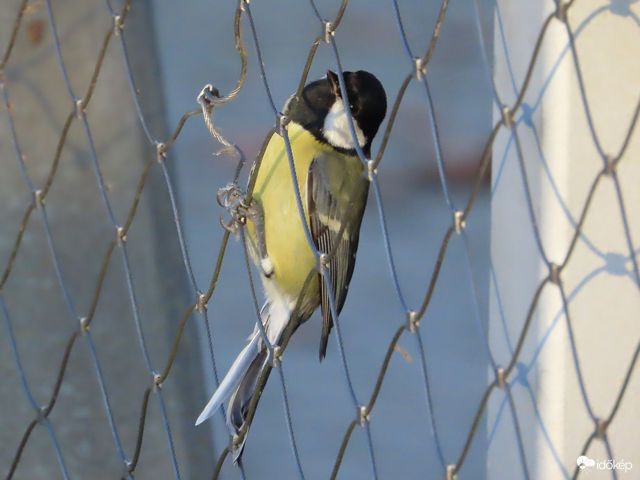 Ott fenn láttam valamit!