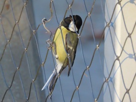 Ott fenn láttam valamit!