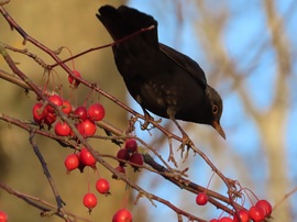 Kinéztem magamnak az egyiket!