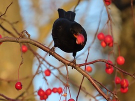 Sikerült lecsípni!
