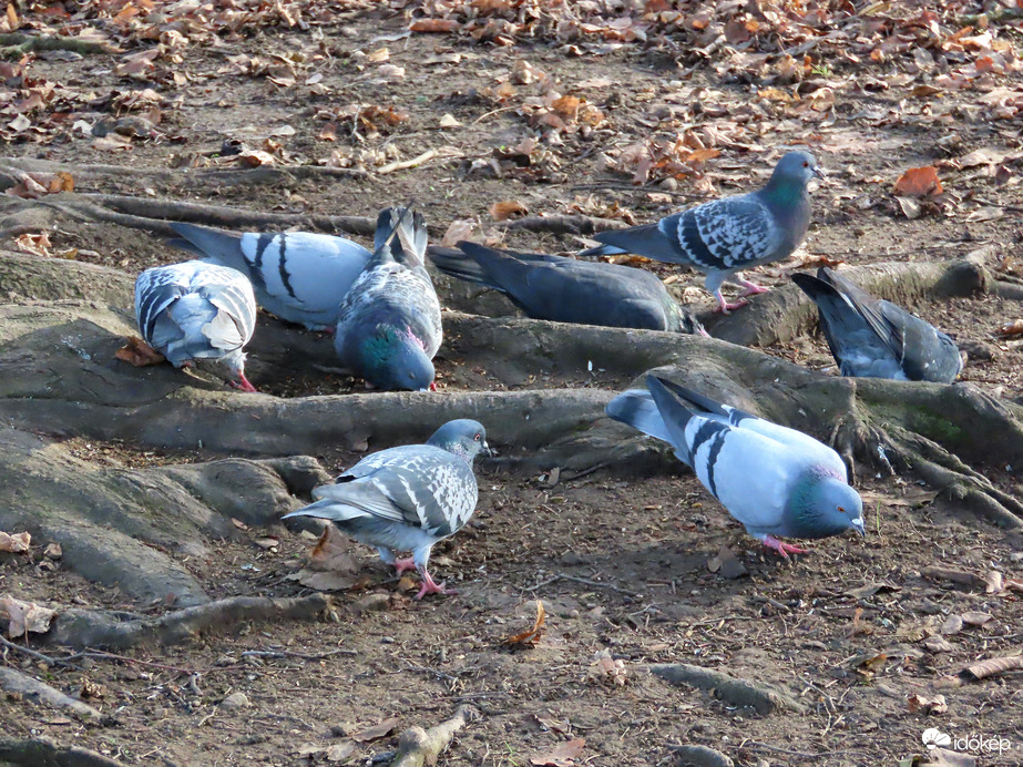 Gyorsan felcsipegetjük!