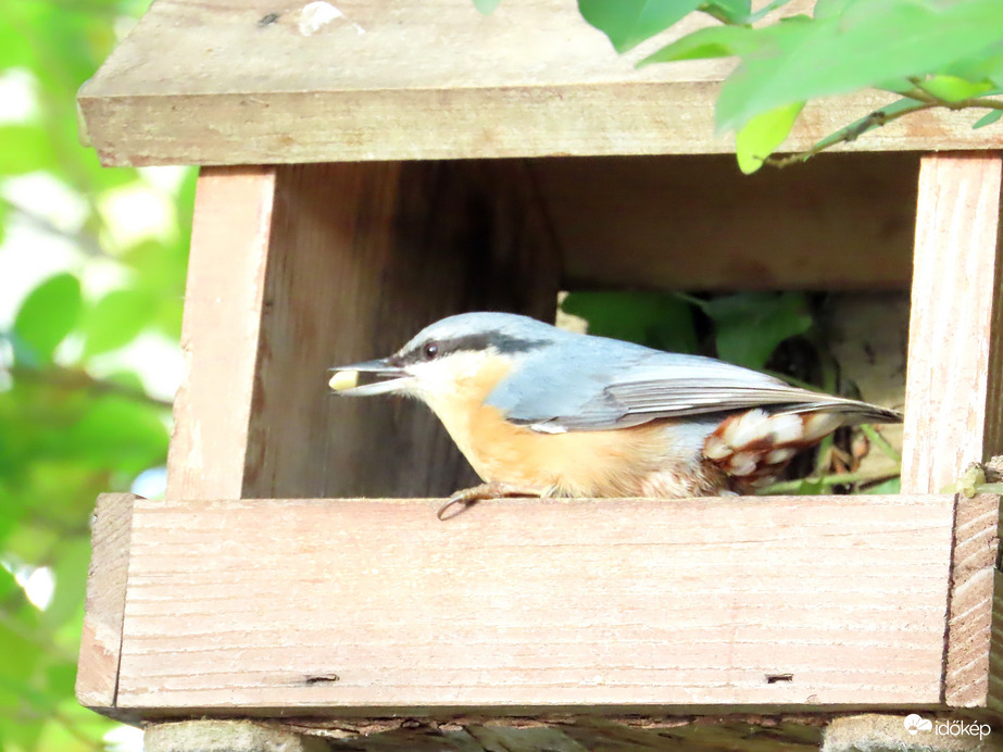 Jó, hogy ide is tettél magot!