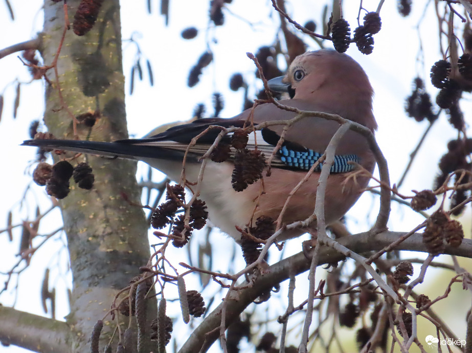 A Szajkó hátranéz